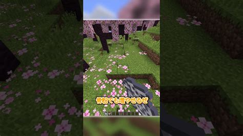 【マイクラ検証】最新アップデートの桜バイオームがヤバ過ぎるww【マインクラフト】【ゆっくり実況】 Shorts マイクラ