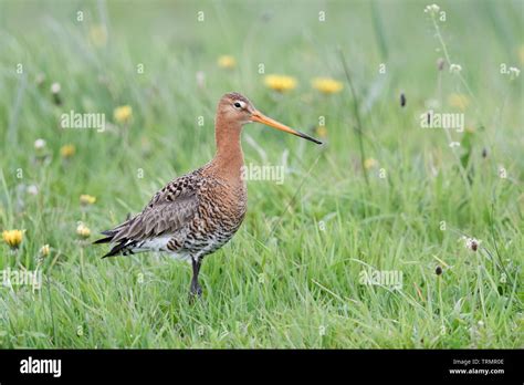 Black Tailed Godwit Uferschnepfe Limosa Limosa In Breeding Dress