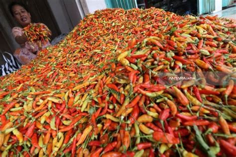 Wow Harga Cabai Rawit Lebih Mahal Dari Daging Sapi Di Pasar