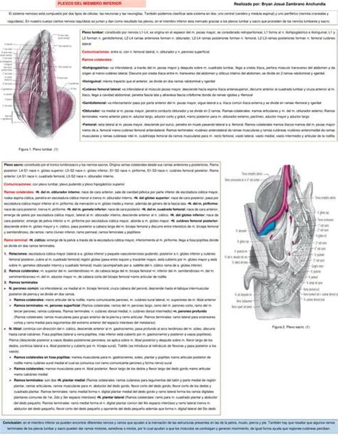 Plexos Del Mi Bryan Josue Zambrano Anchundia Udocz