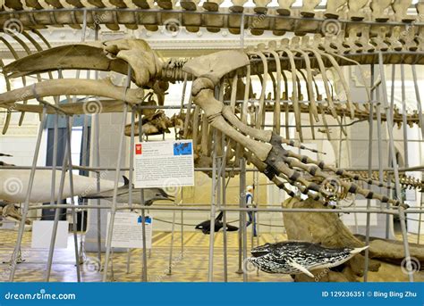 Skeleton of huge whale editorial photo. Image of science - 129236351