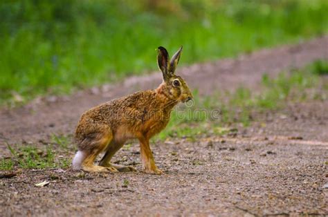 Wild Brown Hare With Big Ears Sitting In A Grass Stock Image Image Of