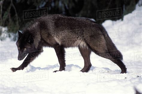 Rare Wolf Colors