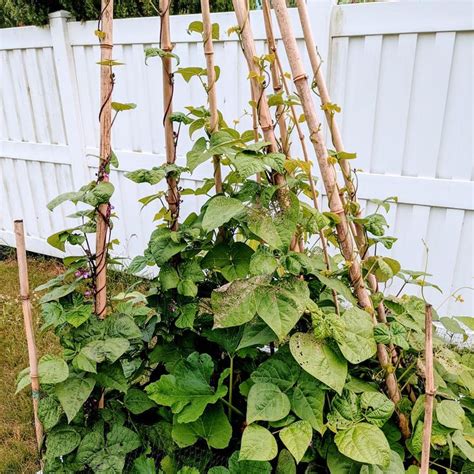 How To Make A Pole Bean Teepee With Bamboo In Pole Beans Teepee