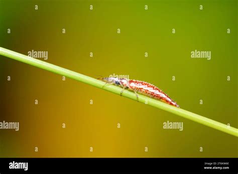 Big Lacewing Flies Larvae Aphid Lions On Green Leaf Stock Photo Alamy