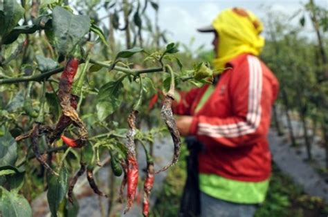 Hama Lalat Buah Serang Persen Lahan Cabai Di Ciamis