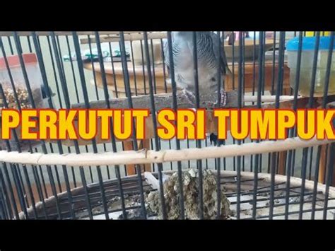 Burung Perkutut Katuranggan Sri Tumpuk Dan Banyu Mili YouTube