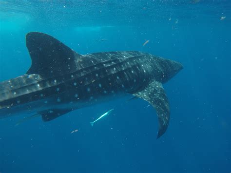 Snorkeling With Whale Sharks in Mexico Review | Inspire • Travel • Eat