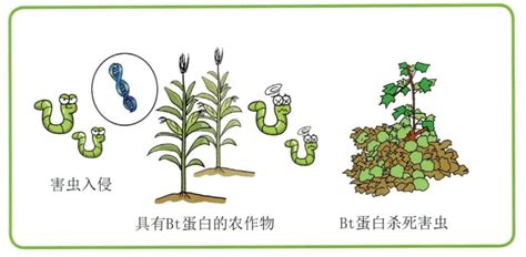 七道安全关口把控，确保抗虫转基因作物的安全性腾讯新闻