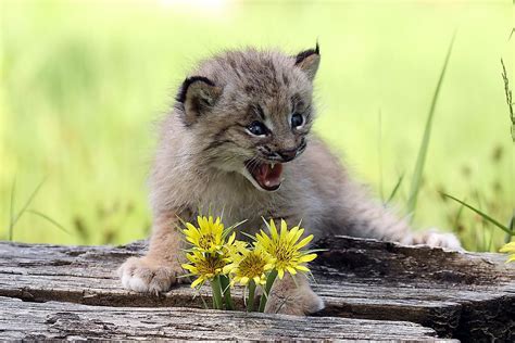 Baby Canadian Lynx