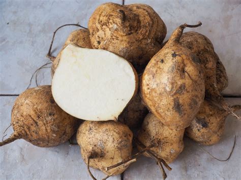 Jicama Growing Info Learn About Jicama Plants