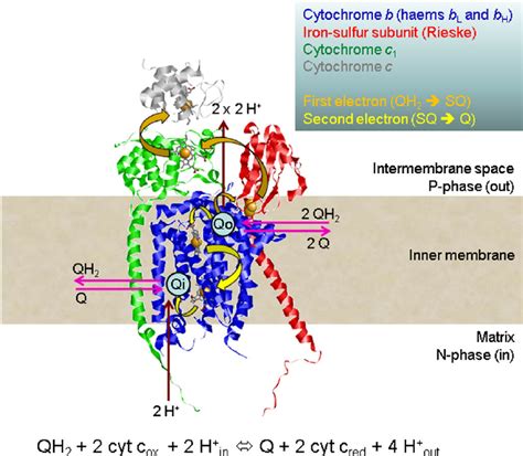 Complex Iii Catalytic Mechanism Only The Three Catalytic Subunits Cyt