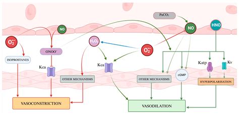 Ijms Free Full Text Oxidative Stress And Cerebral Vascular Tone