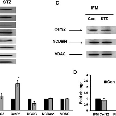 Sphingolipid Metabolizing Enzyme S Gene Expression After Induction Of