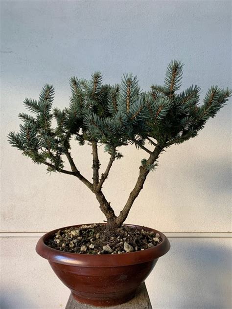 Bonsai Abete Picea Cm Italia Catawiki