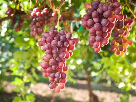 Chile Más de 536 toneladas de uvas de mesa se exportaron al mundo en