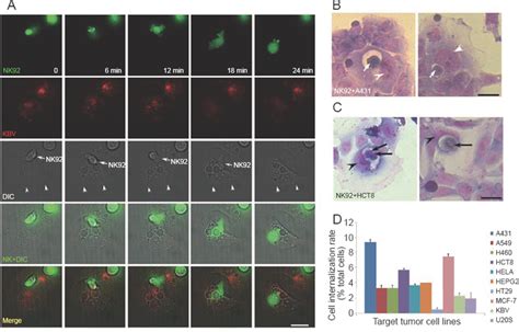 Nk Cells Internalize Into Neighboring Target Tumor Cells A Real Time