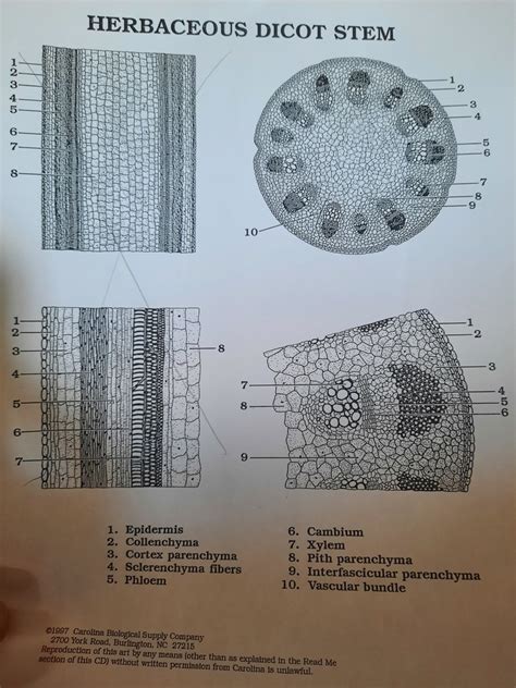 Herbaceous Dicot Stem Diagram Diagram | Quizlet