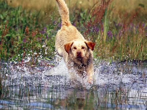 Running Labrador Retriever dog photo and wallpaper. Beautiful Running Labrador Retriever dog ...