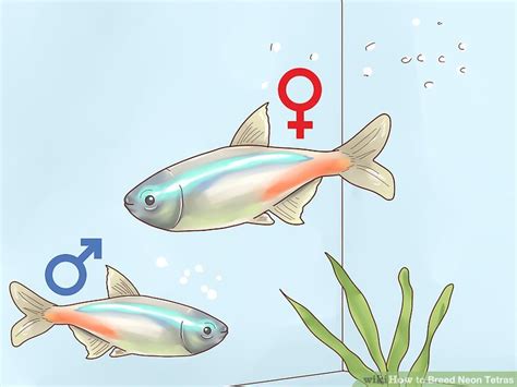 How To Breed Neon Tetras The Simple And Easy Ways