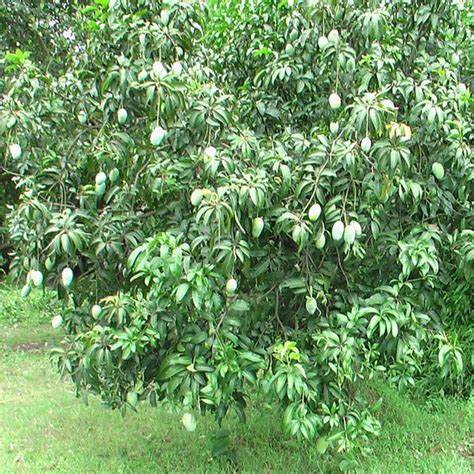 Mango Dasherigrafted Fruit Plants And Tree Exotic Space