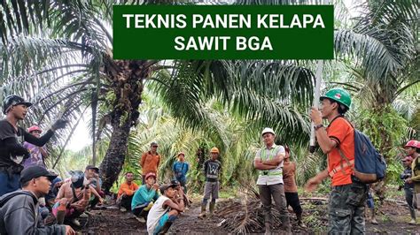 Teknis Panen Kelapa Sawit Pt Bga Bumitama Gunajaya Agro Youtube