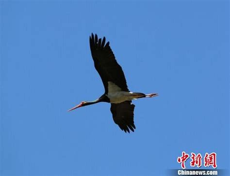 河北興隆現「鳥中熊貓 黑鸛 全球僅2000餘只 每日頭條