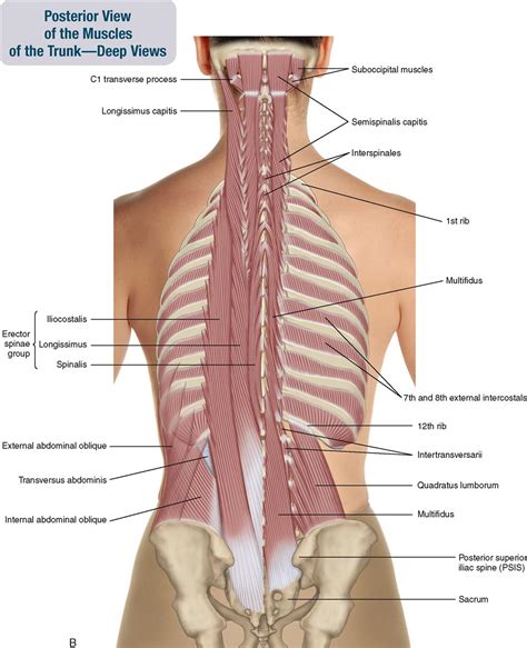 8 Muscles Of The Spine And Rib Cage Musculoskeletal Key