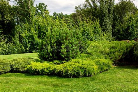 Spazi Verdi Nel Parco Con Cespugli Sempreverdi E Pino Immagine Stock