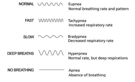 Breathing Patterns Base On Respiratory Rate According To Usmleaid