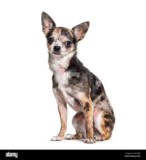 Red merle Chihuahua isolated on white Stock Photo - Alamy