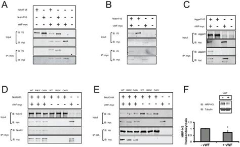 Co Immunoprecipitation Assays Were Performed In Transfected Cultures To Download Scientific