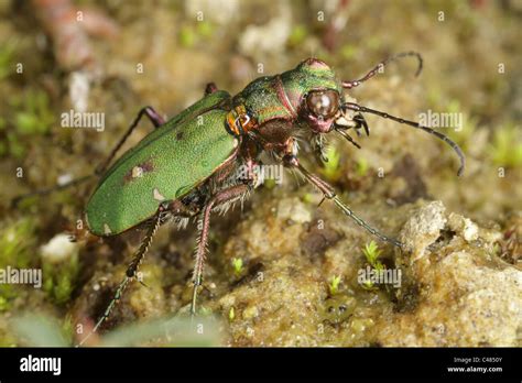 Green tiger beetle Stock Photo - Alamy