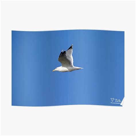 Gabians Gulls Camargue Nature Beach Fine Sand Dunes Poster For