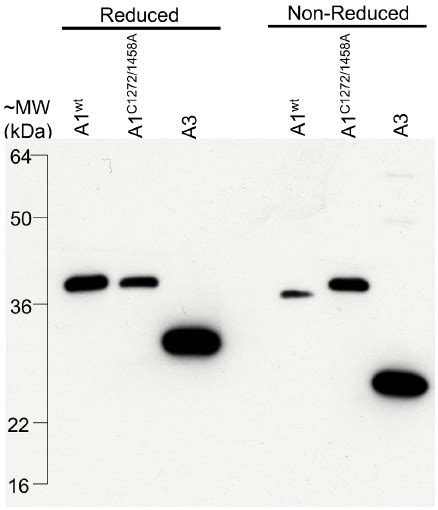 Formation Of Intramolecular Disulfide Bonds In E Coli Western Blot Download Scientific