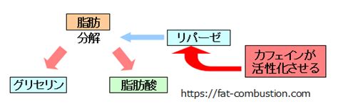 脂肪の燃焼を助けるコーヒー～コーヒーで痩せる理由1 Switch！