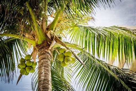 Cerveja De Coco Queimado Leite De Coco Em P Farinha De Coco Alguns