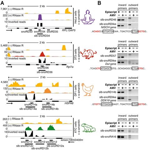 Stable Lariats Bearing A Snorna Slb Snorna In Eukaryotic Cells A