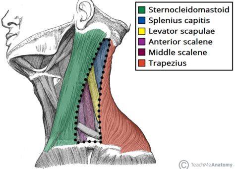 Scalene Muscle Triangle