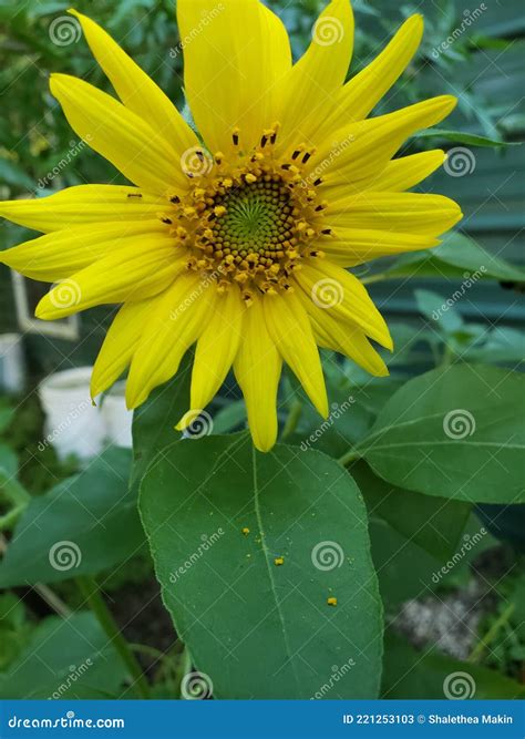 Sunflower With An Ant Stock Image Image Of Sunflower 221253103