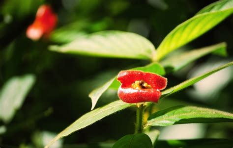 Psychotria Elata aka Hooker’s Lips: Latin America’s Kissable Flower