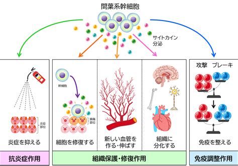 間葉系幹細胞（mscs） 株式会社日本バイオセラピー研究所