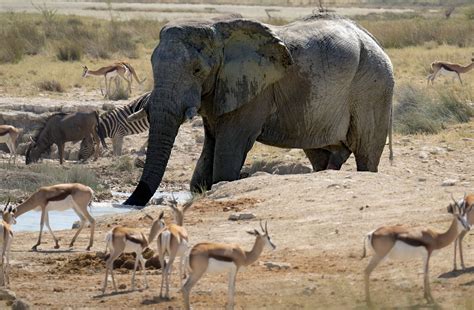 Namibia Elephant Big Five Free Photo On Pixabay