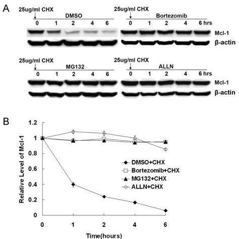 Effect Of Proteasome Inhibitors On Mcl 1 Degradation A DLD1 Cells