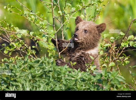 European Brown Bear Cub Ursus Arctos Stock Photo Alamy