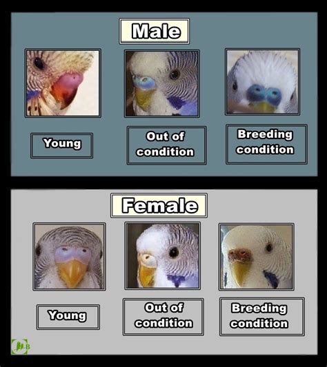 Budgie Breeding Color Chart