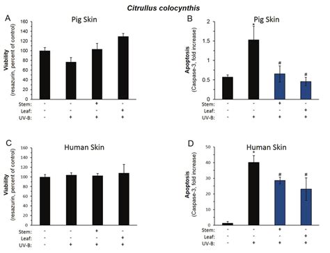 Citrullus Colocynthis Attenuates Uvb Induced Apoptosis Pig Skin A B