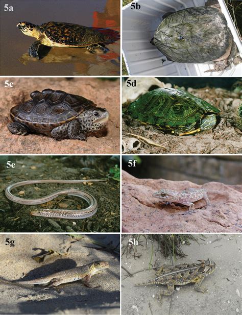 Eight reptiles that occur on North Padre Island aEretmochelys imbricata... | Download Scientific ...