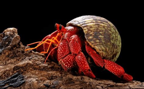 Strawberry Hermit Crab Education Moore Exotics