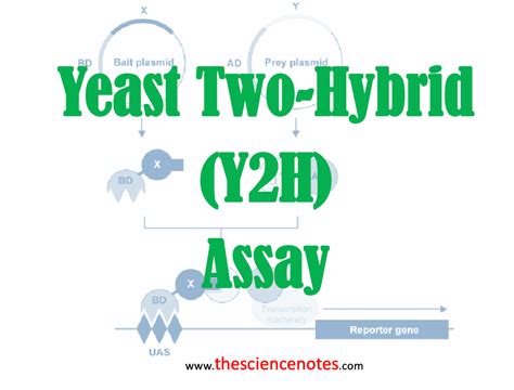 The Yeast Two Hybrid Y H Assay Principle Procedure Variations And